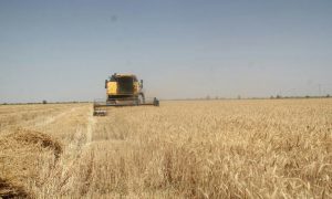 برداشت گندم